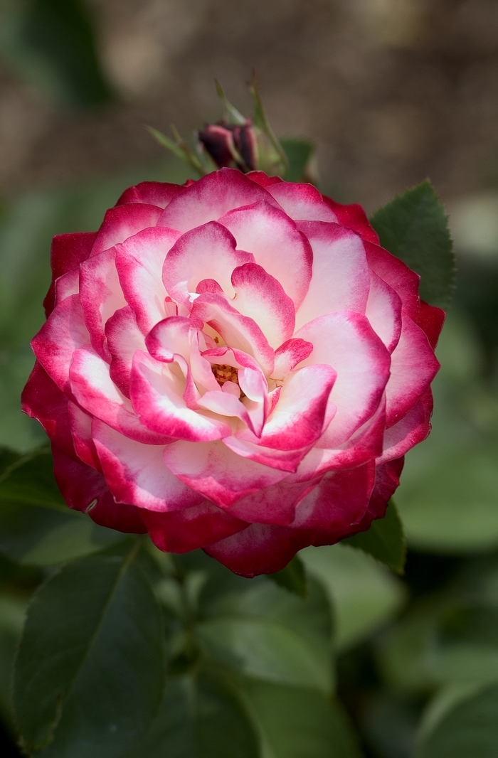 'Chicago Peace' Rose - Rosa from Milmont Greenhouses