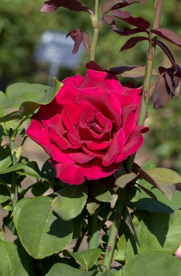 'Mister Lincoln' Hybrid Tea Rose - Rosa from Milmont Greenhouses