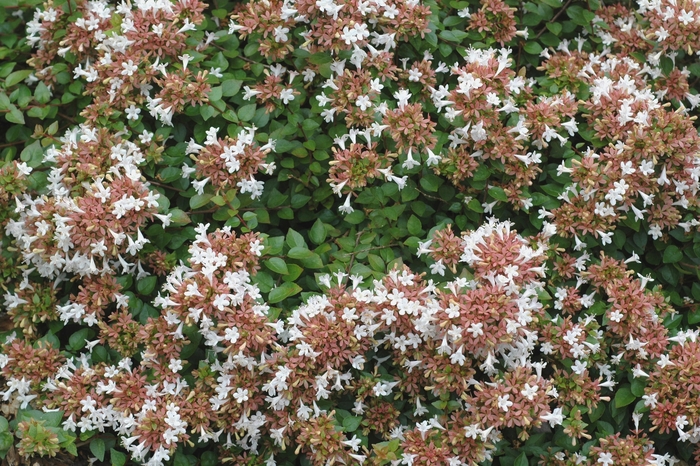 'Rose Creek' Glossy Abelia - Abelia x chinensis from Milmont Greenhouses