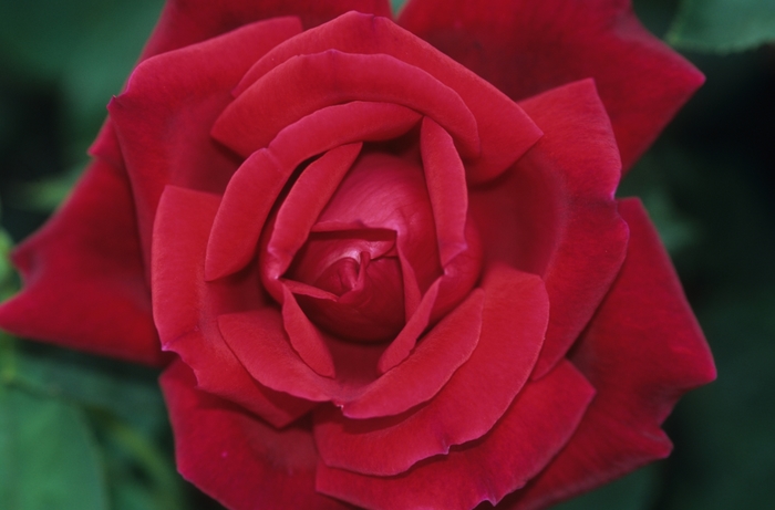 'Chrysler Imperial' Rose - Rosa from Milmont Greenhouses