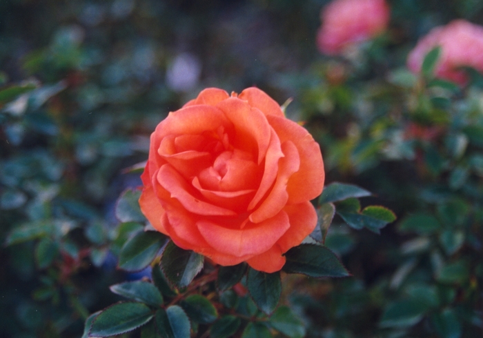 'Gingersnap' Rose - Rosa from Milmont Greenhouses