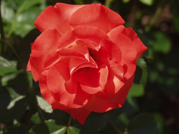 'Marmalade Skies™' Rose - Rosa from Milmont Greenhouses