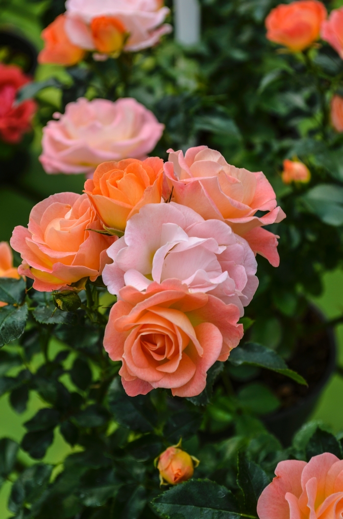 'Peach Drift®' Rose - Rosa from Milmont Greenhouses