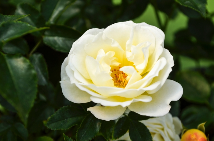 'Popcorn Drift®' Rose - Rosa from Milmont Greenhouses