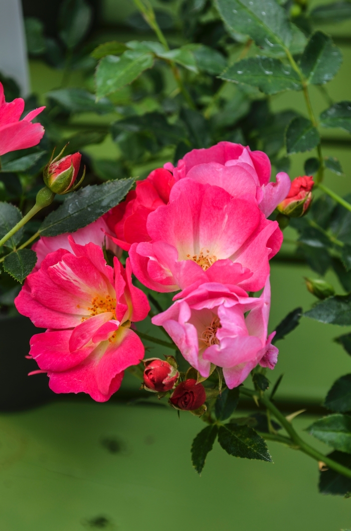 'Pink Drift®' Rose - Rosa from Milmont Greenhouses