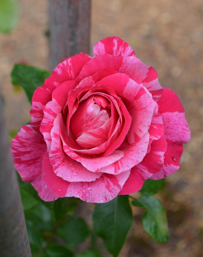 'Raspberry Cream Twirl™' Rose - Rosa from Milmont Greenhouses