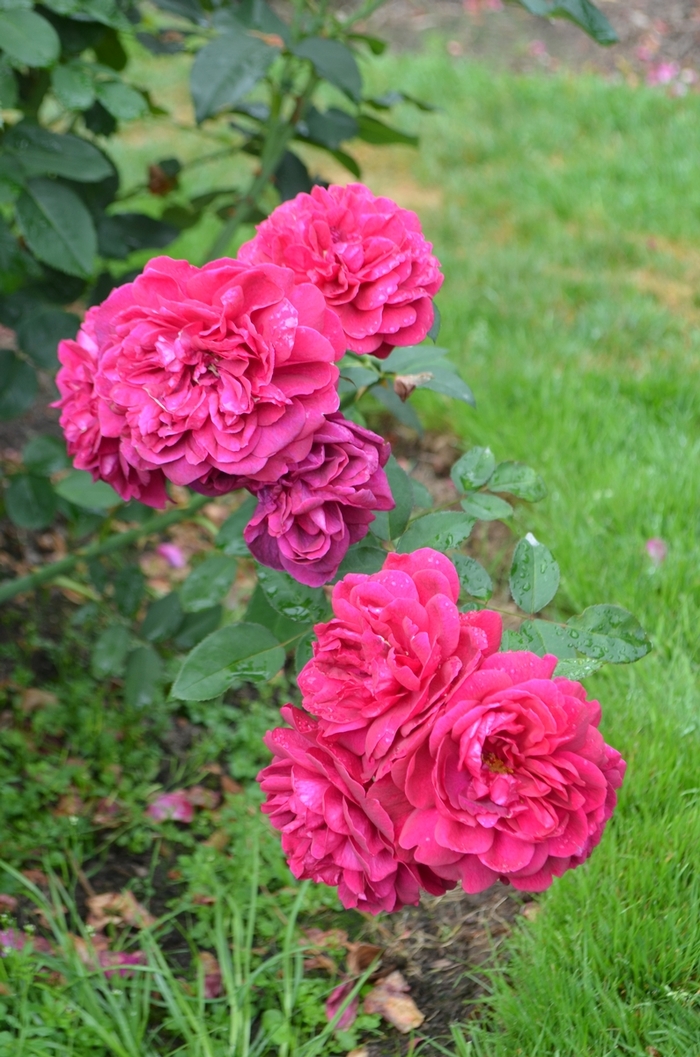 'Darcey Bussell' Shrub Rose - Rosa from Milmont Greenhouses