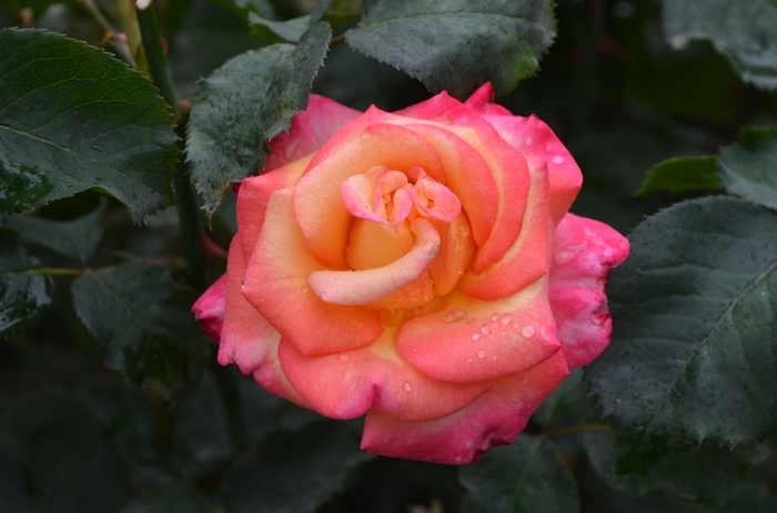 'Dream Come True' Rose - Rosa from Milmont Greenhouses
