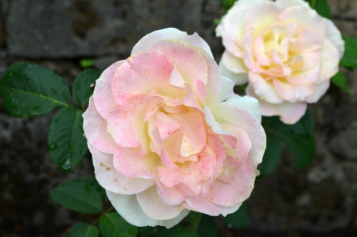 'Gold Medal®' Rose - Rosa from Milmont Greenhouses