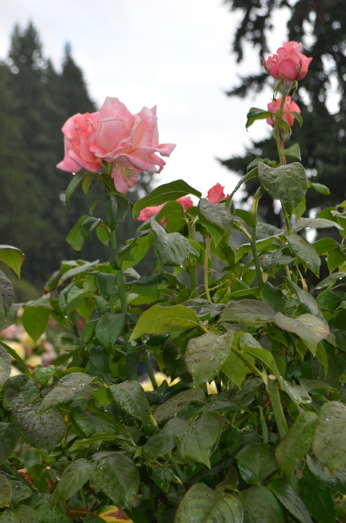 'New Zealand' Rose - Rosa from Milmont Greenhouses