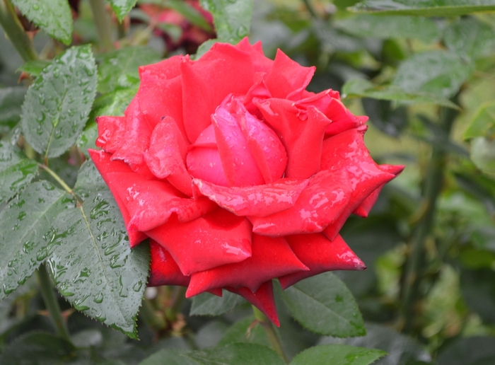 'Ingrid Bergman™' Hybrid Tea Rose - Rosa from Milmont Greenhouses