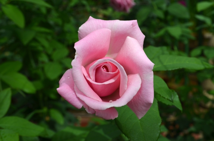 'Memorial Day™' Rose - Rosa from Milmont Greenhouses
