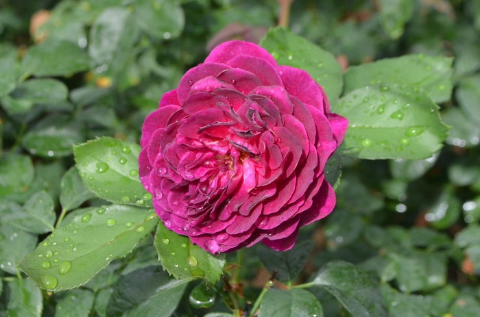 'Ebb Tide™' Rose - Rosa from Milmont Greenhouses