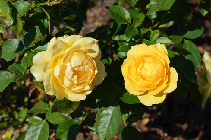 'Julia Child™' Rose - Rosa from Milmont Greenhouses