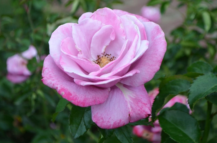 'Barbara Streisand' Hybrid Tea Rose - Rosa from Milmont Greenhouses