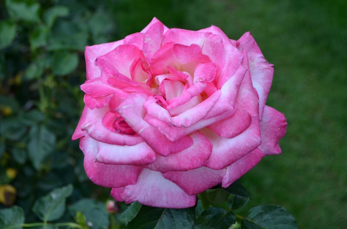 'California Dreamin'™' Hybrid Tea Rose - Rosa from Milmont Greenhouses