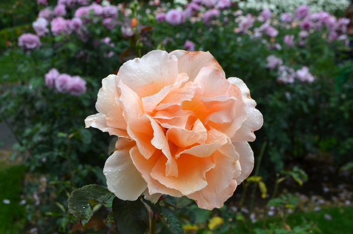 'Just Joey' Hybrid Tea Rose - Rosa from Milmont Greenhouses
