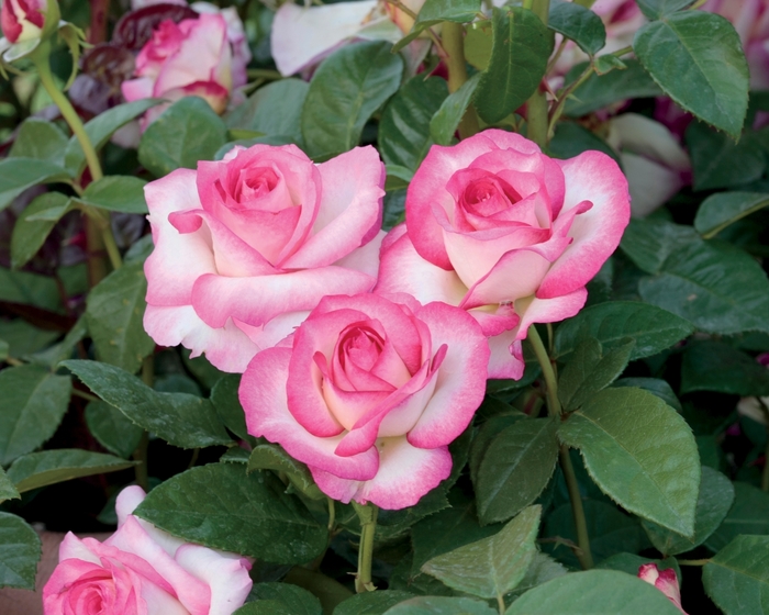 'Miss Congeniality' Rose - Rosa from Milmont Greenhouses
