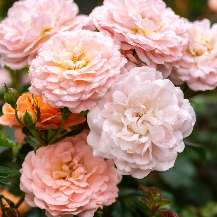 'Apricot Drift®' Rose - Rosa from Milmont Greenhouses
