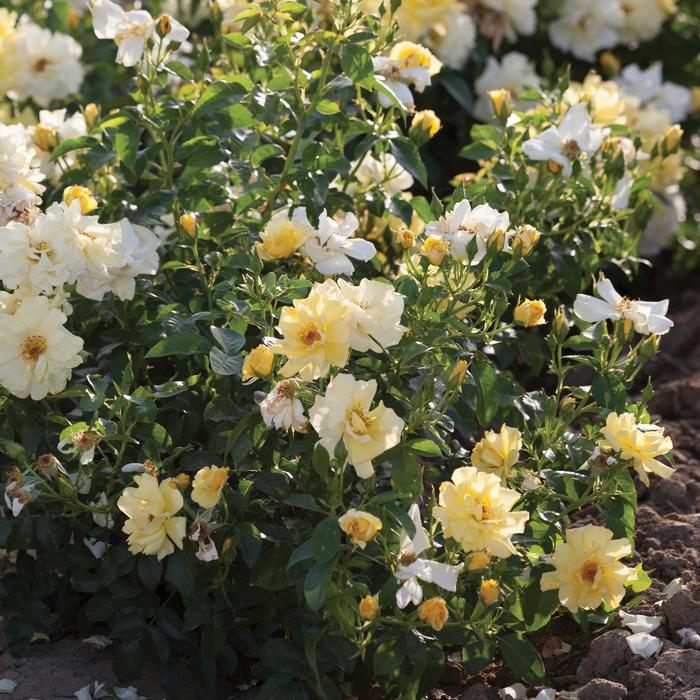 'Lemon Drift®' Rose - Rosa from Milmont Greenhouses