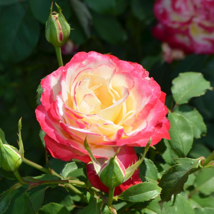 'Double Delight' Hybrid Tea Rose - Rosa from Milmont Greenhouses
