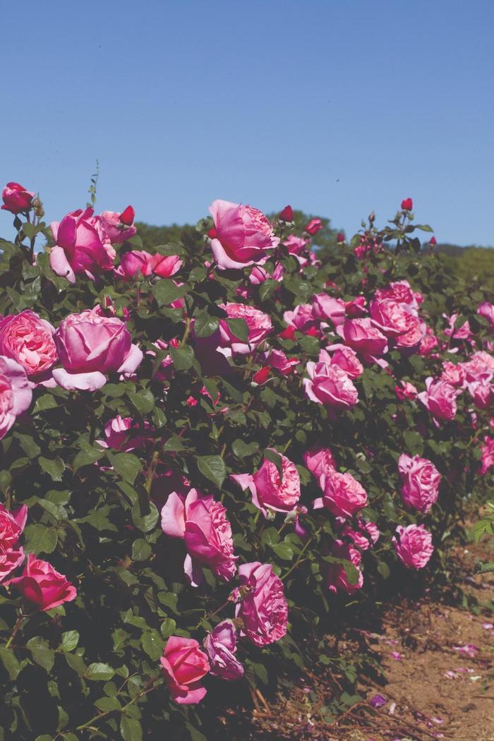 'Dee-lish®' Hybrid Tea Rose - Rosa from Milmont Greenhouses