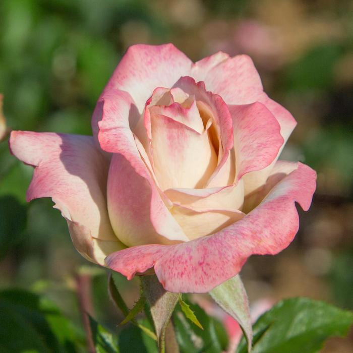 'Pinkerbelle™' Hybrid Tea Rose - Rosa from Milmont Greenhouses