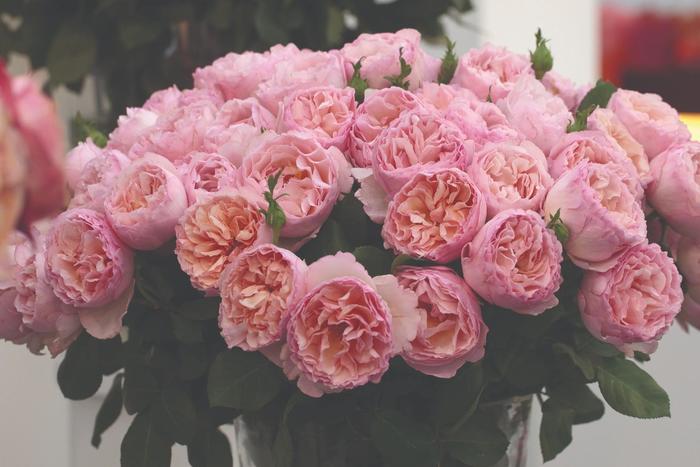 'Princess Charlene de Monaco®' Rose - Rosa from Milmont Greenhouses