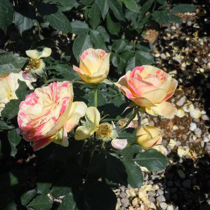 'Pop Art™' Rose - Rosa from Milmont Greenhouses