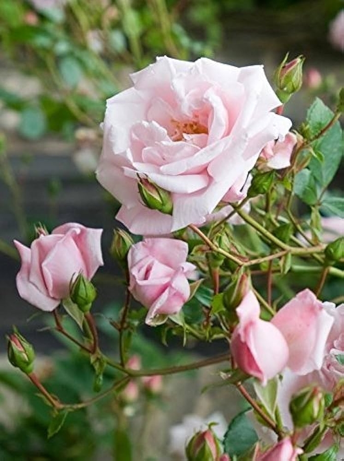 'New Dawn' Rose - Rosa from Milmont Greenhouses
