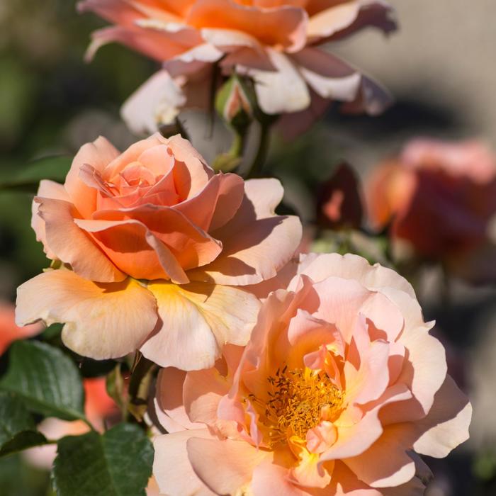 'Apricot Candy' Hybrid Tea Rose - Rosa from Milmont Greenhouses