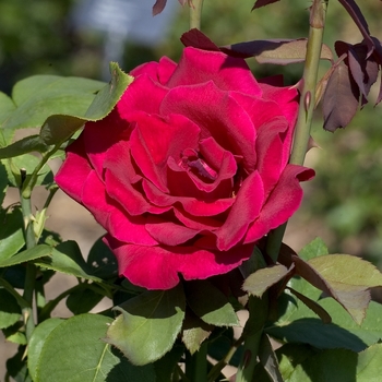Rosa - 'Mister Lincoln' Hybrid Tea Rose
