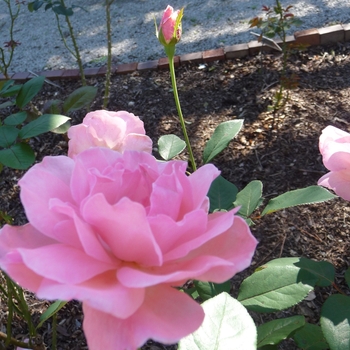 Rosa - 'Queen Elizabeth' Rose