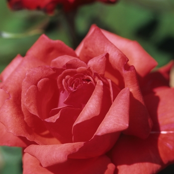 Rosa - 'Dolly Parton' Rose