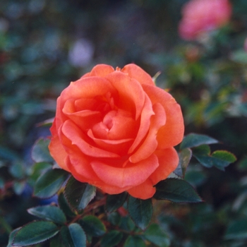 Rosa - 'Gingersnap' Rose