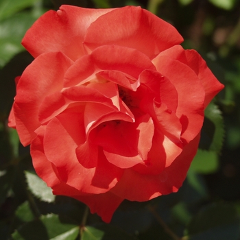 Rosa - 'Marmalade Skies™' Rose