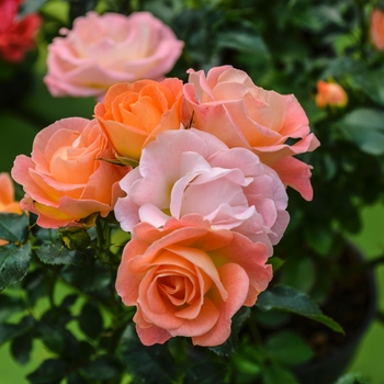 Rosa - 'Peach Drift®' Rose