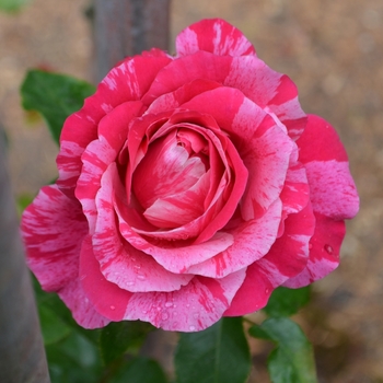 Rosa - 'Raspberry Cream Twirl™' Rose