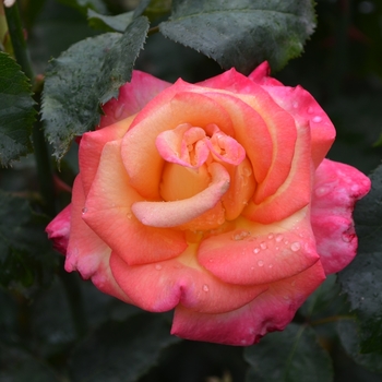 Rosa - 'Dream Come True' Rose