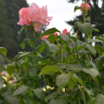 Rosa - 'New Zealand' Rose
