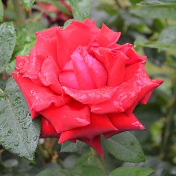 Rosa - 'Ingrid Bergman™' Hybrid Tea Rose