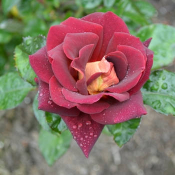 Rosa - 'Dark Night™' Rose