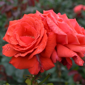 Rosa - 'Fragrant Cloud' Rose