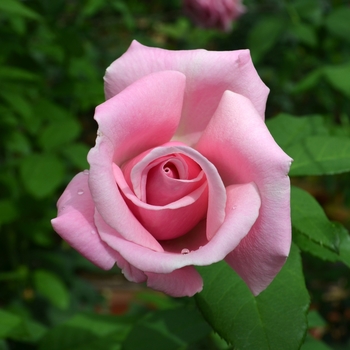 Rosa - 'Memorial Day™' Rose