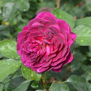 Rosa - 'Ebb Tide™' Rose
