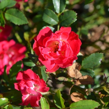 Rosa - 'Red Drift®' Rose