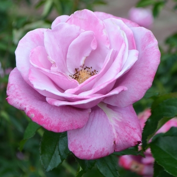 Rosa - 'Barbara Streisand' Hybrid Tea Rose