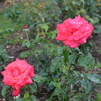 Rosa - 'Cinnamon Dolce™' Rose