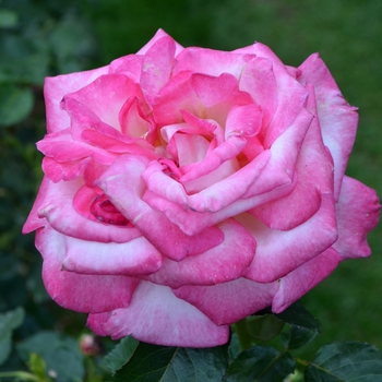 Rosa - 'California Dreamin'™' Hybrid Tea Rose