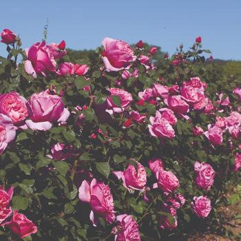 Rosa - 'Dee-lish®' Hybrid Tea Rose